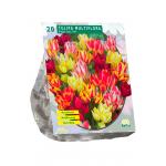 Baltus Tulipa Multiflora tulpen bloembollen per 20 stuks