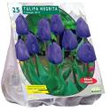 Baltus Tulipa Negrita Triumph tulpen bloembollen per 25 stuks