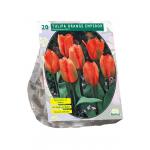 Baltus Tulipa Orange Emperor Fosteriana tulpen bloembollen per 20 stuks