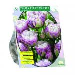 Baltus Tulipa Peggy Wonder tulpen bloembollen per 5 stuks