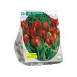Baltus Tulipa Pimpernel Viridiflora tulpen bloembollen per 20 stuks