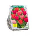 Baltus Tulipa Pink Creation tulpen bloembollen per 25 stuks