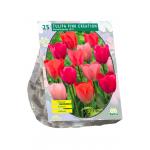 Baltus Tulipa Pink Creation tulpen bloembollen per 25 stuks