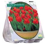 Baltus Tulipa Praestans Zwanenburg tulpen bloembollen per 30 stuks