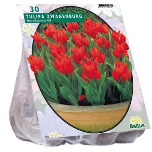 Baltus Tulipa Praestans Zwanenburg tulpen bloembollen per 30 stuks