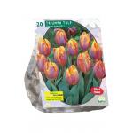 Baltus Tulipa Prinses Irene Triumph tulpen bloembollen per 20 stuks