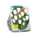 Baltus Tulipa Purissima Fosteriana tulpen bloembollen per 20 stuks