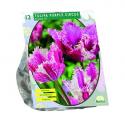 Baltus Tulipa Purple Circus tulpen bloembollen per 12 stuks