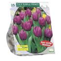 Baltus Tulipa Purple Prince Triumph tulpen bloembollen per 25 stuks