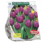 Baltus Tulipa Purple Prince Triumph tulpen bloembollen per 25 stuks