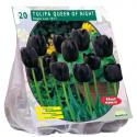 Baltus Tulipa Queen of Night Enkel Laat tulpen bloembollen per 20 stuks