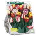 Baltus Tulipa Rembrandt Mix tulpen bloembollen 30 stuks