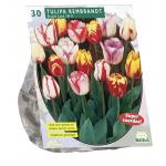Baltus Tulipa Rembrandt Mix tulpen bloembollen 30 stuks