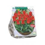 Baltus Tulipa Roodkapje Greigii tulpen bloembollen per 25 stuks