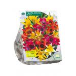 Baltus Tulipa Specie Mix tulpen bloembollen per 40 stuks