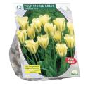 Baltus Tulipa Spring Green Viridiflora tulpen bloembollen per 20 stuks