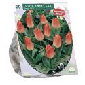 Baltus Tulipa Sweet Lady Greigii tulpen bloembollen per 20 stuks