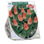 Baltus Tulipa Sweet Lady Greigii tulpen bloembollen per 20 stuks
