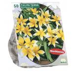 Baltus Tulipa Tarda tulpen bloembollen per 50 stuks