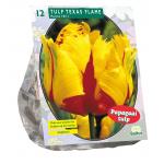 Baltus Tulipa Texas Flame Parkiet tulpen bloembollen per 12 stuks