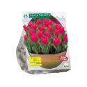 Baltus Tulipa Toronto Greigii tulpen bloembollen per 25 stuks