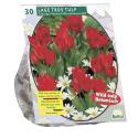 Baltus Tulipa Tubergen Varieteit tulpen bloembollen per 30 stuks