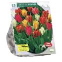 Baltus Tulipa Viridiflora Mix tulpen bloembollen per 25 stuks