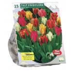 Baltus Tulipa Viridiflora Mix tulpen bloembollen per 25 stuks