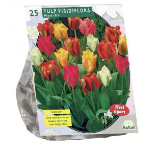 Baltus Tulipa Viridiflora Mix tulpen bloembollen per 25 stuks
