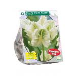 Baltus Tulipa White Parrot Parkiet tulpen bloembollen per 12 stuks