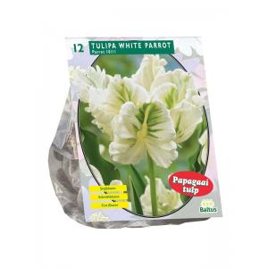 Baltus Tulipa White Parrot Parkiet tulpen bloembollen per 12 stuks
