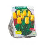 Baltus Tulipa Yokohama Triumph tulpen bloembollen per 20 stuks