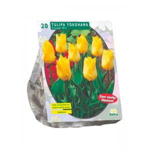 Baltus Tulipa Yokohama Triumph tulpen bloembollen per 20 stuks