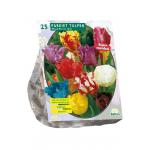 Baltus Tulpen Parkiet Mix tulpen bloembollen per 25 stuks