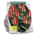 Baltus Tulpen Pinocchio Greigii tulpen bloembollen per 25 stuks