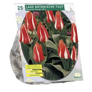 Baltus Tulpen Pinocchio Greigii tulpen bloembollen per 25 stuks