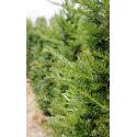 Taxus Baccata 150-175 cm