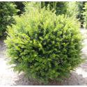 Taxus Baccata bol 75 cm