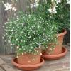 Bloempot Cylindro terra 35 cm