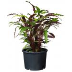 Ritzi  planten container met zijsleuven H 24 x Ø 30 cm - 12 liter