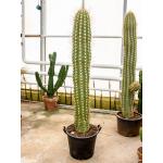Trichocereus terschechii cactus single L kamerplant