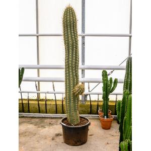 Trichocereus terschechii cactus vertakt XL kamerplant