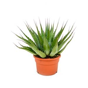 Agave montana treasure kamerplant Agave montana treasure kamerplant