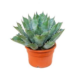 Agave parrasana kamerplant