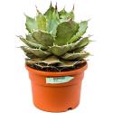 Agave titanova L kamerplant