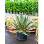 Agave triangularis L kamerplant