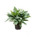 Aglaonema freedman L hydrocultuur plant