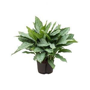 Aglaonema freedman L hydrocultuur plant