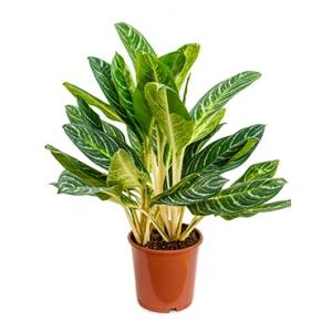 Aglaonema key lime M kamerplant Aglaonema key lime M kamerplant