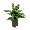 Aglaonema maria hydrocultuur plant